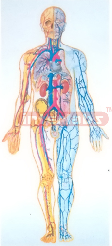 SAMLL HANGING HUMAN BLOOD FULL CIRCULATION SYSTEM MODEL